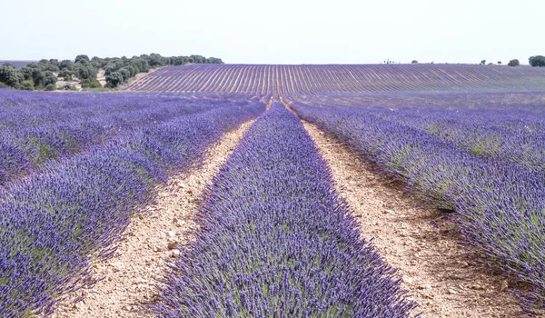 Indah Lavender Bidang Mekar Alcarria Spanyol — Stok Foto