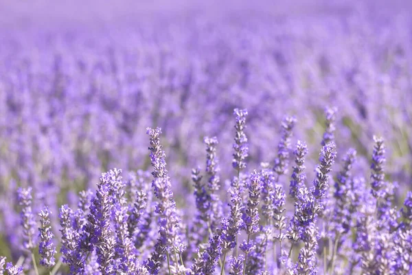 Flores Lavanda Fileld Close — Fotografia de Stock