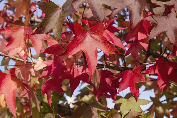 Arce Japonés Hojas Rojas Otoñales —  Fotos de Stock