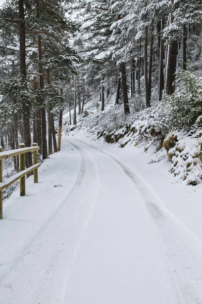 Route Enneigée Dans Bois — Photo