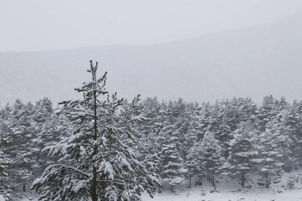 Schwarzkiefern Mit Schnee Bedeckt — Stockfoto
