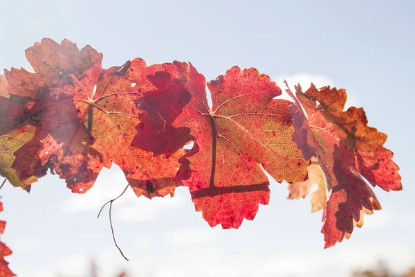 Wijnstok Autumnal Rood Blad — Stockfoto