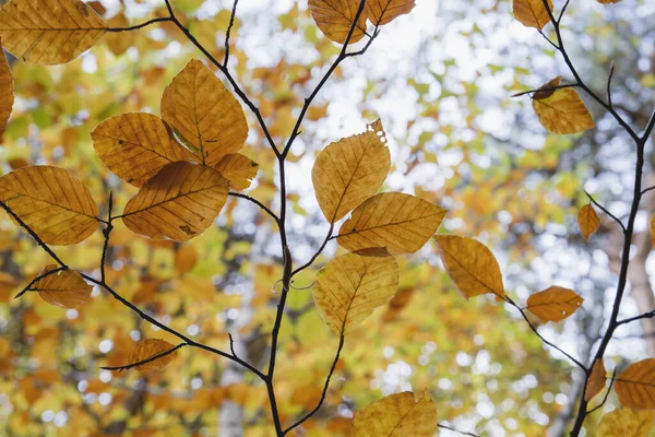 Detalle Del Follaje Otoñal Fagus Sylvatica —  Fotos de Stock