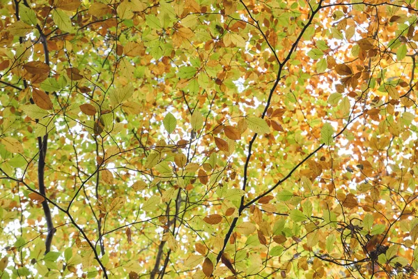 Fagus Sylvatica Barevné Podzimní Listí — Stock fotografie