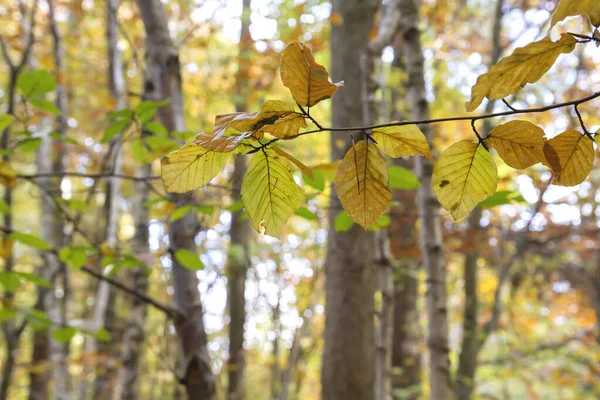 Bukové Stromy Podzimní Barevné Listí — Stock fotografie