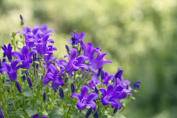 Detail Campanula Purple Flowers — Stock Photo, Image