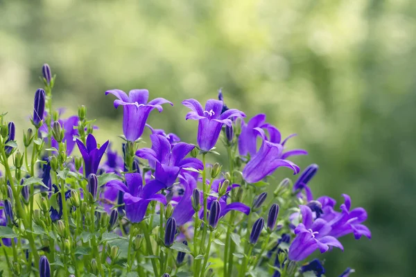 Campanula Purple Flowers Close — Stock Photo, Image