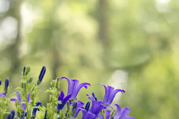 Detalle Campanula Azul Púrpura Flores Fondo Verde —  Fotos de Stock