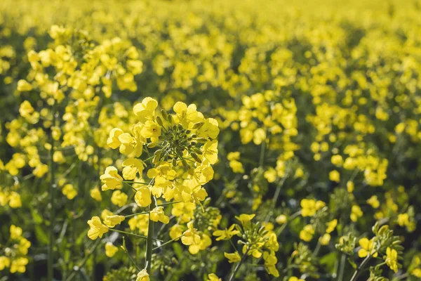 Rapsfrön Gula Blommor Närbild — Stockfoto