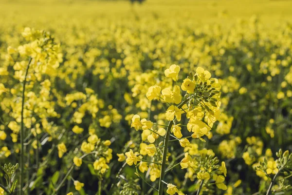 Rapsfröplantering Med Gula Blommor — Stockfoto