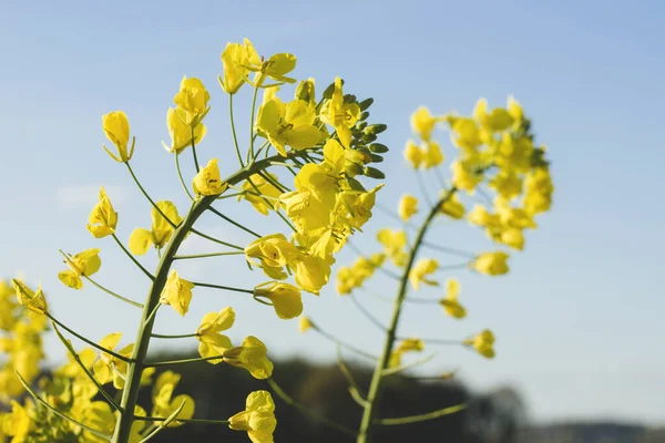 Närbild Kål Napus Gula Blommor — Stockfoto