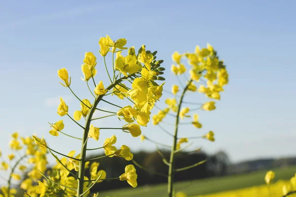 Våldtagna Gula Blommor Närbild — Stockfoto