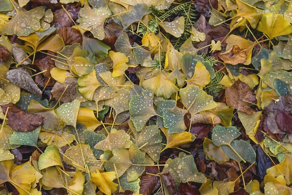 Ginkgo Biloba Automne Coloré Feuilles Tombées — Photo