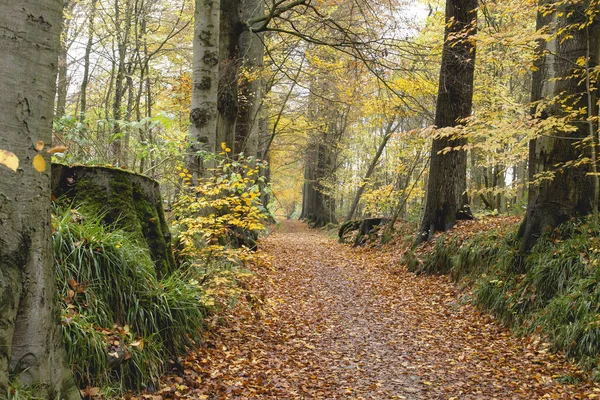 Autumnal Landscape Sonian Forest — Stock Photo, Image