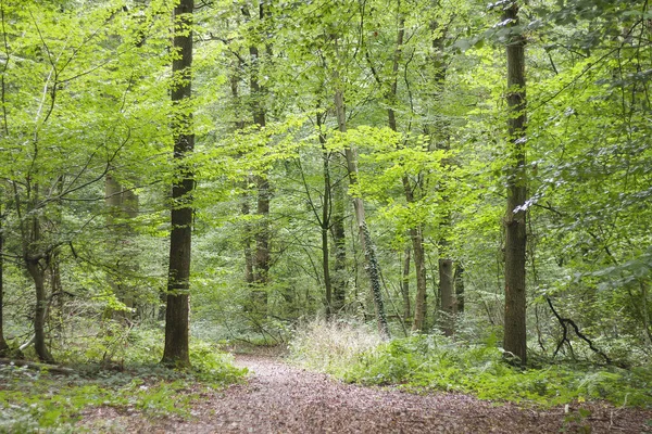 Paisagem Verde Fresca Floresta Primavera — Fotografia de Stock