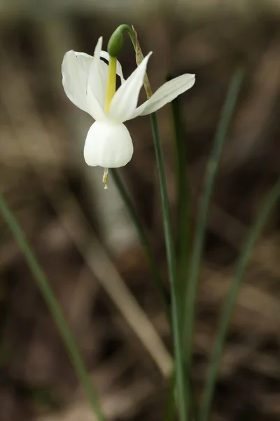 Dziki Narcyz Triandrus Lub Anielskie Łzy Kwiat — Zdjęcie stockowe