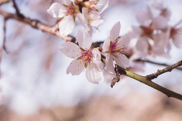 Almond Tree Flowers Blossom Close — Stock Photo, Image