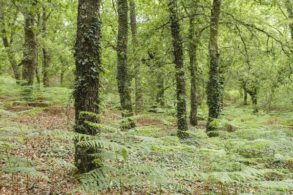 Groen Loofbos Lente — Stockfoto