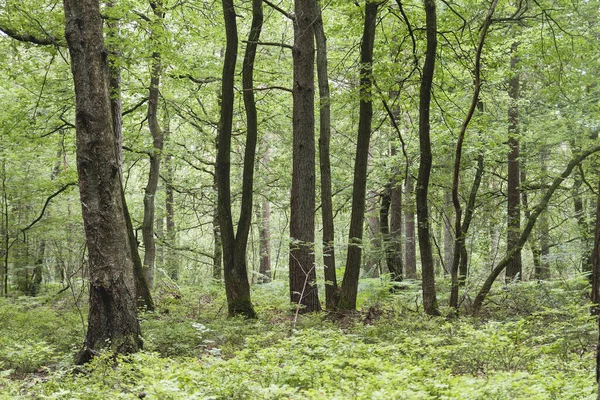 法国布列塔尼的潘邦森林 — 图库照片