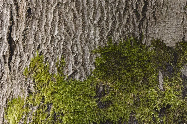 Musgo Verde Corteza Árbol —  Fotos de Stock