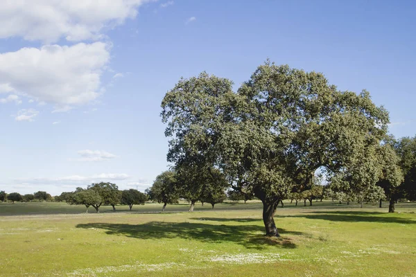 Quercus Ilex Holm Oak Grove Extremadura Espanha — Fotografia de Stock