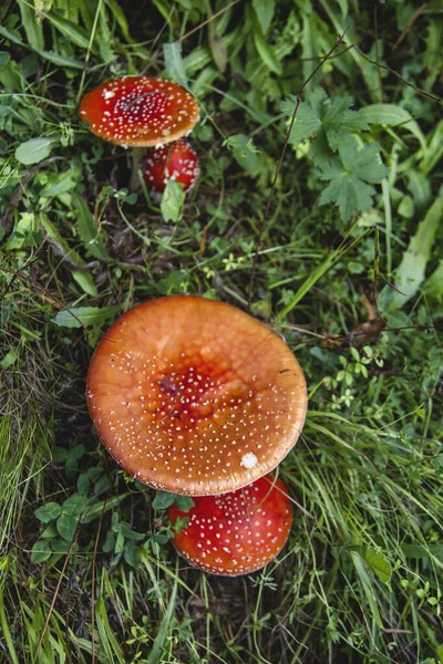 Amanita Muscaria Άγρια Μανιτάρια Που Αναπτύσσονται Άγρια Στο Δασικό Έδαφος — Φωτογραφία Αρχείου