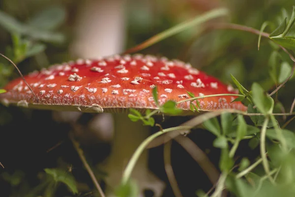 Detalhe Amanita Muscaria Cogumelo Selvagem — Fotografia de Stock