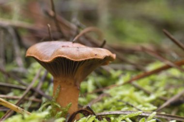 Laktarius deliciosus yabani mantarı yakından çek.