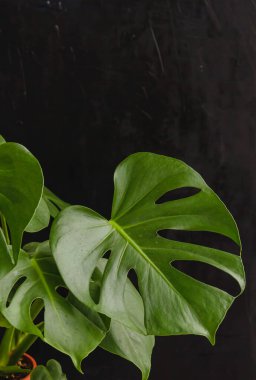 Monstera deliciosa yeşil yapraklar yakın