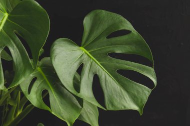 Monstera deliciosa yaprağı yakın.