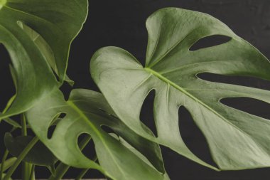 Monstera deliciosa yeşil yapraklarının detayları 