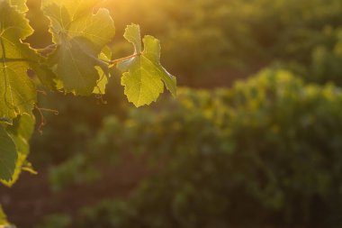 Asma yeşil yaprakların ayrıntıları 