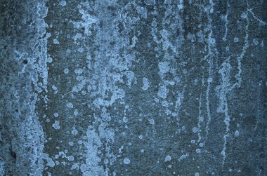Lichen eski mavi duvarda.