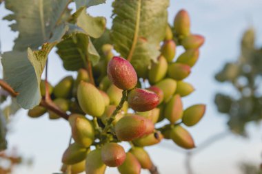 Ağaçta yetişen Pakistan vera meyveleri 