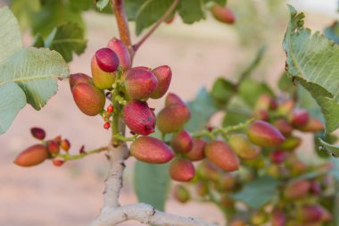 Ağaçta yetişen fıstıklı kırmızı meyveler. 