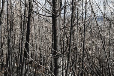 Orman yangınından sonra yanan ağaçlar.