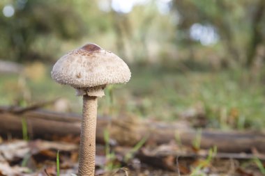 Macrolepiota procera Ormanda büyüyen genç mantar 
