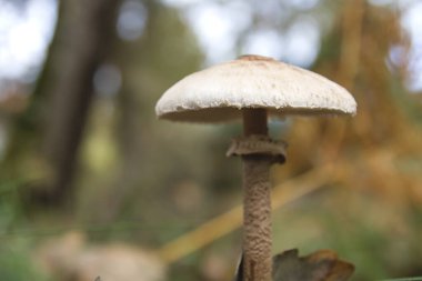 Macrolepiota procera ya da şemsiye mantarı.