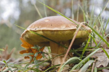 Boletus Edulis mantarı ormanda yetişiyor. 