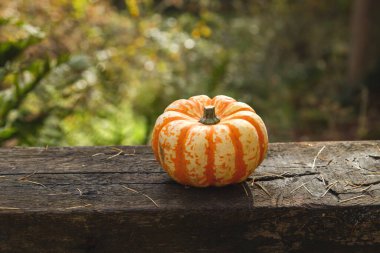 Dekoratif balkabağı yakın plan görüntüsü