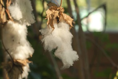 Pamuk fabrikasının yakın çekim görüntüsü