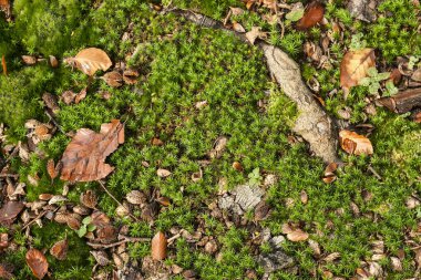 yosun, yaprak ve kökler 
