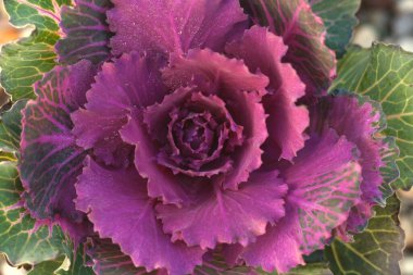 Süslü lahana yakın çekim görünümü