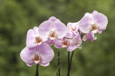 Orkide çiçekleri yakın plan görünümü