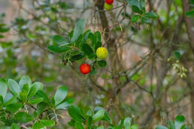 Çilek ağacı olgunlaşmış ve olgunlaşmamış meyveler