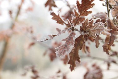 Meşe ağacı yaprakları yaprakları. 