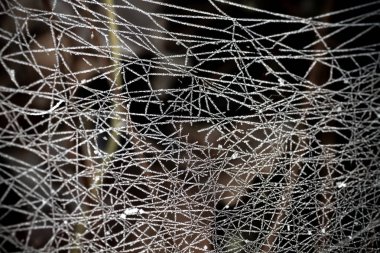 Donmuş örümcek ağı yakın plan, soyut doğa arka plan 