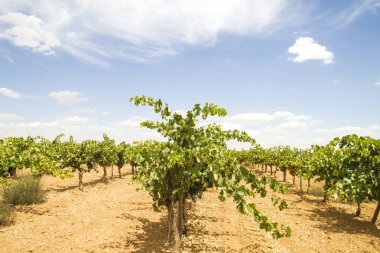 İspanya, La Mancha 'daki üzüm bağları
