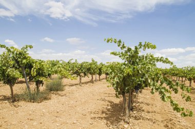 İspanya, La Mancha 'daki üzüm bağları