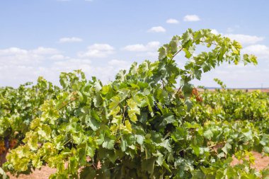 La Mancha 'daki yeşil üzüm bağı
